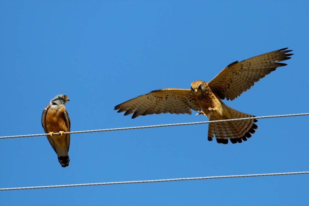 Konya’nın yırtıcı savaşçıları iş başında! Çiftçilerin doğal müttefiki 8